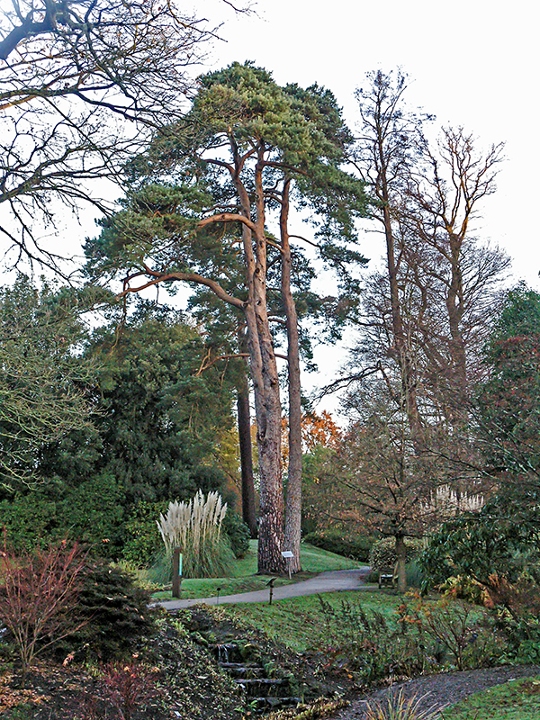 A mature specimen in the Wakehurst Garden, England.